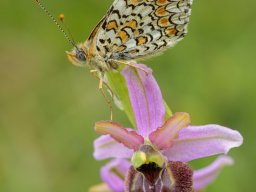 1_Ophrys_aveyronensis_et_grand_damier-min